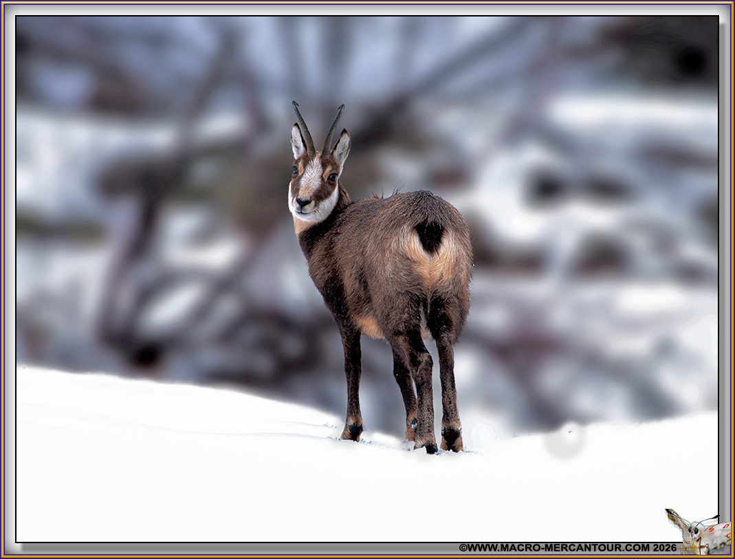 CHAMOIS